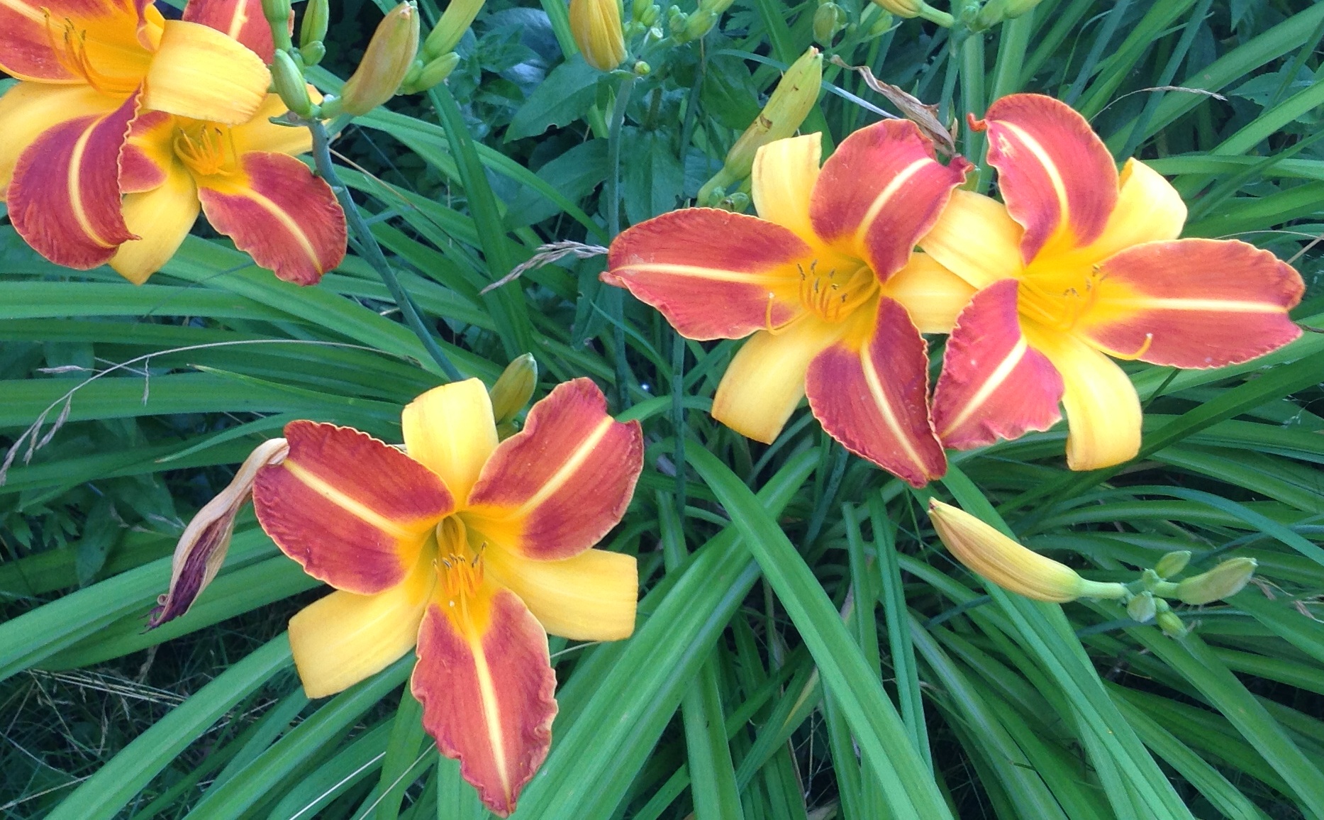 SVEIKINIMAS SVEIKINIMAS