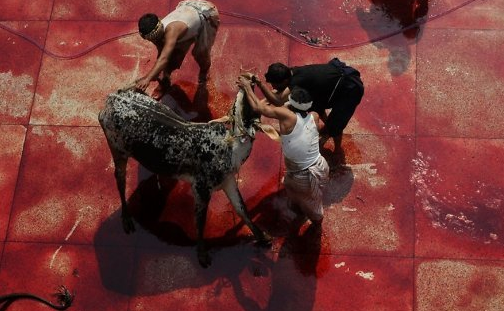 D. Liekis. Kai kažkas mėgina kažką suėsti, nuskausminamieji nenaudojami