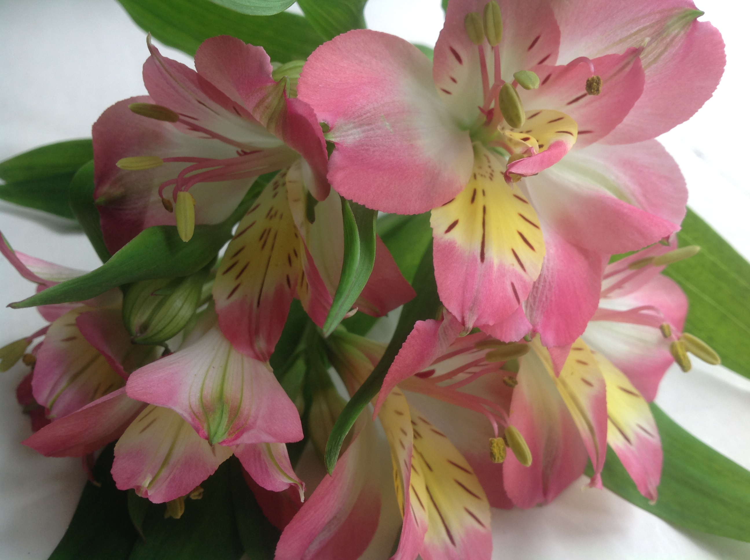 Sveikinimas jubiliejaus proga