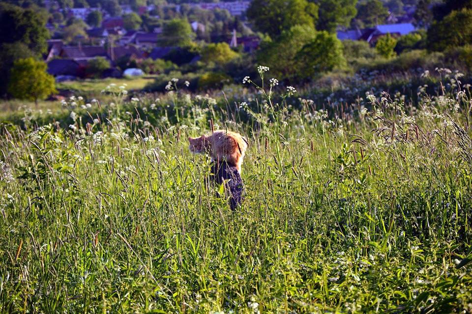 Kviečiame į talką Žiežmariuose tvarkyti žydų kapinių