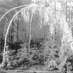 Berendejaus karalyste II