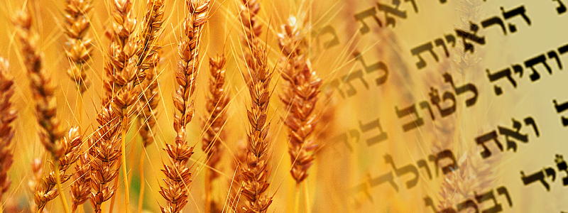 shavuot_banner