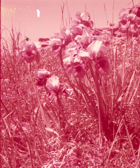 Sharon Ya’ari paroda Laukų ir miškų pozityvai