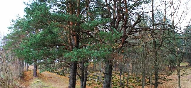 Švenčionyse pradėjo veikti tarptautinė stovykla, kurią organizavo Maceva – dar yra laisvų vietų Švenčionyse pradėjo veikti tarptautinė stovykla, kurią organizavo Maceva – dar yra laisvų vietų