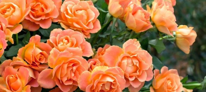 Rugpjūčio 3d. Liusiai Šperling, ilgametei bendruomenės gydytojai – savanorei sukanka 80 metų!