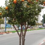 apelsinai gatv2