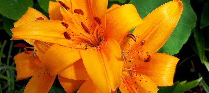 Sveikiname Borisą Nachumovą sulaukus 70-mečio!