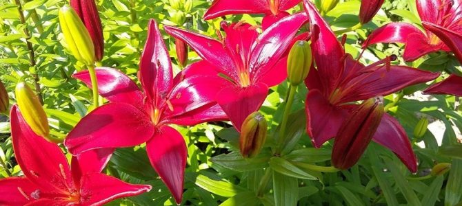 Sveikiname Geršoną Taicą su 70-mečiu!