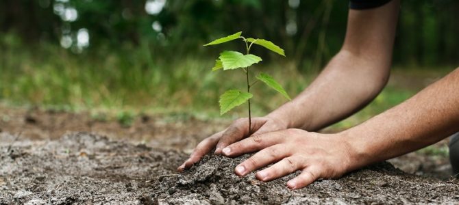 Tu Bishvat – Medžių šventė