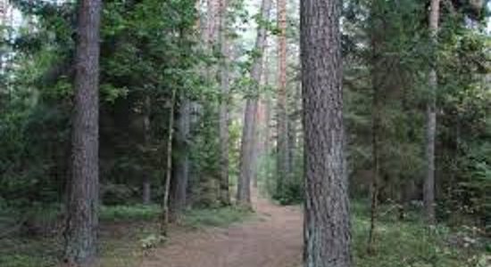 Pirmoji Lietuvos žydų skautų vasaros stovykla kviečia registruotis