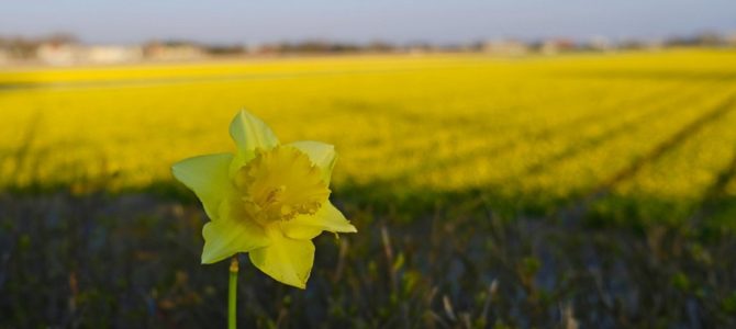 Geltonas narcizas Lenkijoje kasmet primena Varšuvos geto sukilimą: kviečia prie akcijos prisijungti ir lietuvius