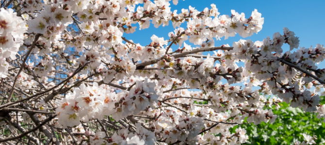 Цветы и иудаизм: 8 любопытных фактов