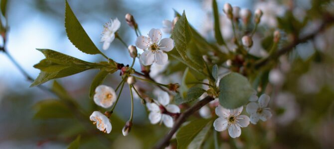 Ministrės Pirmininkės Ingridos Šimonytės sveikinimas