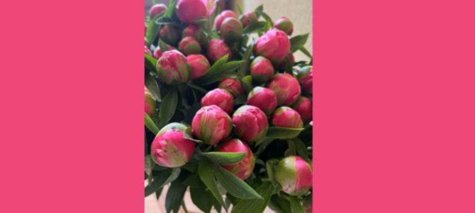 Happy Birthday to Faina Kukliansky from the Šiauliai Jewish Community