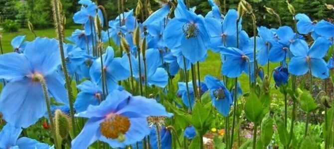 Birthday Greetings from Šiauliau Regional Jewish Community