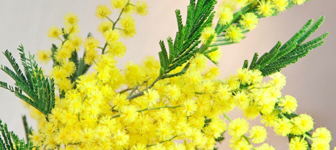 С Днем 8 марта, милые женщины!